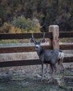 Young Mule Deer Buck Poses for a Portrait Royalty Free Stock Photo