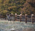 Young Mule Deer Buck Poses for a Portrait Royalty Free Stock Photo