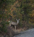 Young Mule Deer Buck Poses for a Portrait Royalty Free Stock Photo