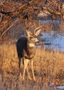 Young mule deer buck standing in woods Royalty Free Stock Photo