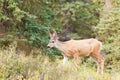 Young mule deer buck with velvet antlers in taiga