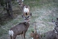 Young Mule Deer Buck in Velvet Royalty Free Stock Photo