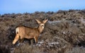 Young Mule Deer Buck Royalty Free Stock Photo