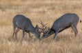 Young Mule Deer Bucks Sparring Royalty Free Stock Photo