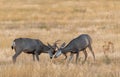 Young Mule Deer Bucks Sparring Royalty Free Stock Photo