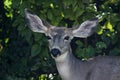Young Mule Deer Royalty Free Stock Photo