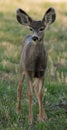 Young mule deer Royalty Free Stock Photo