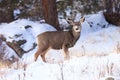 Young mule deer fawn in postcard picture Royalty Free Stock Photo