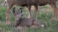 Young mule deer laying on the ground Royalty Free Stock Photo