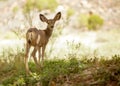 Young mule deer looking back into camera Royalty Free Stock Photo