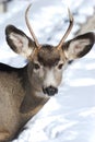 Young Mule Deer with new antlers Royalty Free Stock Photo