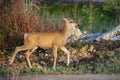 Young Mule Deer Out for an Early Morning Stroll Royalty Free Stock Photo