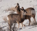 Young mule deer together Royalty Free Stock Photo