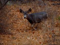 A Young Mule Deer in a Winter Forest Royalty Free Stock Photo