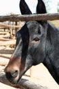 Young Mule In Ranch Corral