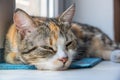 A young multi-colored cat half asleep looks at the owner Royalty Free Stock Photo