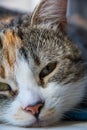 A young multi-colored cat half asleep looks at the owner Royalty Free Stock Photo