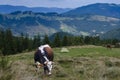 A young multi-coloured cow grazes on a meadow high in the mountains next to a tourist tent against the backdrop of a mountain Royalty Free Stock Photo