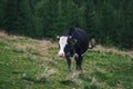 A young multi-coloured cow grazes on a meadow high in the mountains next to a tourist tent against the backdrop of a mountain Royalty Free Stock Photo