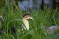 Young muscovy duck chick crossing the high grass, weeds, following and being followed by hie siblings. Royalty Free Stock Photo