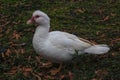 The Young Muscovy Duck of the Park