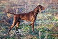 A Young Muscular Brown Hunting Dog Is Standing In A Point In The Field Among The Green Grass. German Shorthaired Pointer.