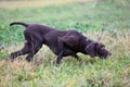 A young muscular brown hunting dog is standing in a point in the field among the green grass. A spring warm day.