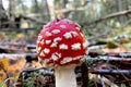 Young mushroom Amanita close-up, side view.