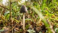 Young mushroom in autumn background