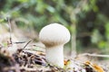 Young mushroom in the autumn forest