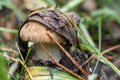 A young mushroom, covered with brown old leaves, grows among fallen leaves, grass in the forest Royalty Free Stock Photo