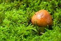 Young mushroom in green moss Royalty Free Stock Photo