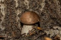 Young mushroom Leccinum aurantiacum growth near the trunk of an aspen tree. Mushroom on the background of tree bark Royalty Free Stock Photo