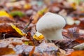 Young mushroom Lycoperdon perlatum growing in the forest