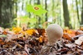 Young mushroom Lycoperdon perlatum growing in the forest