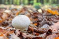Young mushroom Lycoperdon perlatum grows in the forest among fallen leaves