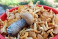 Young mushroom lying on chanterelle mushrooms, close-up