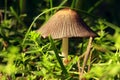 Young mushroom (Mycena viscosa Maire) Royalty Free Stock Photo