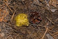 Young mushroom Tricholoma equestre emerged from the sand. Mushroom cap and pine cones closeup.