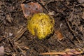 Young mushroom Tricholoma equestre emerged from the sand. Closeup.