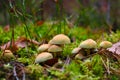Young mushrooms grow surrounded by moss and yellowed foliage. Fall