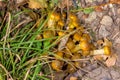 Young mushrooms honey agaric under a Bush of green grass