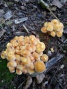 Young mushrooms - sulfur tuft