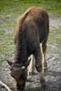 Young Musk Ox Grazing