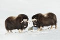 Young Musk Oxen standing in snowy Dovrefjell mountains Royalty Free Stock Photo