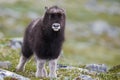 Young muskox Royalty Free Stock Photo