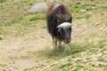 Young muskox Royalty Free Stock Photo