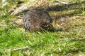 Muskrat - Ondatra zibethicus