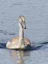 Young Mute Gray Swan Cygnet swimming on a lake or pond Royalty Free Stock Photo