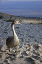 young mute swan close-up